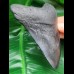 10,4 cm schwarzer Zahn des Megalodon