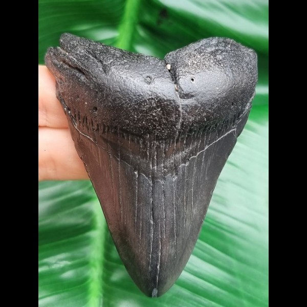 8,0 cm schwarzer Zahn des Megalodon