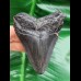 8,0 cm schwarzer Zahn des Megalodon