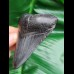 8,0 cm schwarzer Zahn des Megalodon