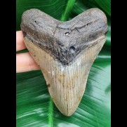 11,6 cm großer Zahn des Megalodon 