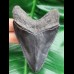10,0 cm scharfer dunkler Zahn des Megalodon