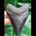 10,0 cm scharfer dunkler Zahn des Megalodon