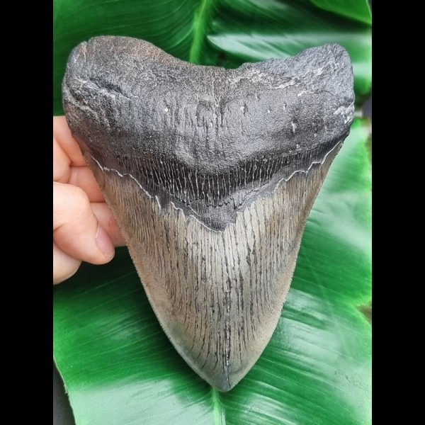 14,5 cm großer wuchtiger Zahn des Megalodon