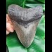 14,5 cm großer wuchtiger Zahn des Megalodon