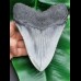 14,5 cm großer wuchtiger Zahn des Megalodon