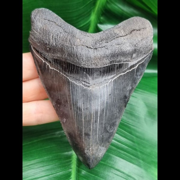 12,0 cm dark sharp great tooth of megalodon
