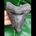 12,0 cm dunkler, scharfer toller  Zahn des Megalodon