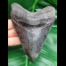 12,0 cm dark sharp great tooth of megalodon