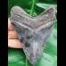 12,0 cm dark sharp great tooth of megalodon