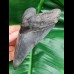 12,0 cm dark sharp great tooth of megalodon
