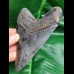 12,0 cm dunkler, scharfer toller  Zahn des Megalodon