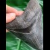 12,0 cm dark sharp great tooth of megalodon