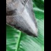 12,0 cm dark sharp great tooth of megalodon