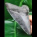 12,0 cm dark sharp great tooth of megalodon