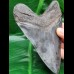 12,0 cm dark sharp great tooth of megalodon
