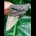 6.9 cm large dagger-shaped tooth of the megalodon