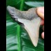 6.9 cm large dagger-shaped tooth of the megalodon