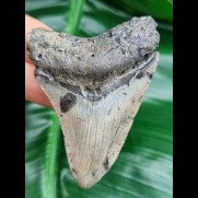 7,0 cm hellgrauer Zahn des Megalodon