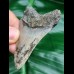 7,0 cm hellgrauer Zahn des Megalodon