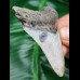 7,0 cm hellgrauer Zahn des Megalodon