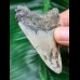 7,0 cm hellgrauer Zahn des Megalodon
