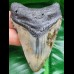 7,3 cm symmetrischer Zahn des Megalodon