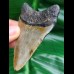 7,3 cm symmetrischer Zahn des Megalodon