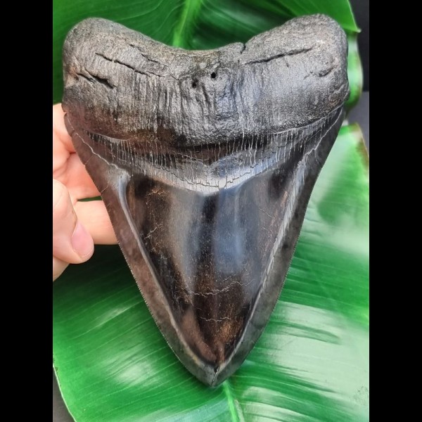 15,6 cm großer beeindruckender Zahn des Megalodon