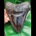 15,6 cm großer beeindruckender Zahn des Megalodon