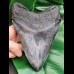 15,6 cm großer beeindruckender Zahn des Megalodon