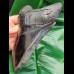 15,6 cm großer beeindruckender Zahn des Megalodon