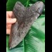 15,6 cm großer beeindruckender Zahn des Megalodon