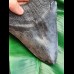 15,6 cm großer beeindruckender Zahn des Megalodon