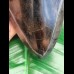 15,6 cm großer beeindruckender Zahn des Megalodon