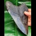 15,6 cm großer beeindruckender Zahn des Megalodon