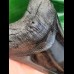 15,6 cm großer beeindruckender Zahn des Megalodon