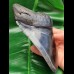 15,6 cm großer beeindruckender Zahn des Megalodon