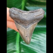 6,0 cm dunkler Zahn des Megalodon