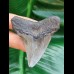 6,0 cm dunkler Zahn des Megalodon