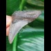 6,0 cm dunkler Zahn des Megalodon