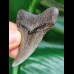 6,0 cm dunkler Zahn des Megalodon