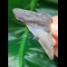 6,0 cm dunkler Zahn des Megalodon