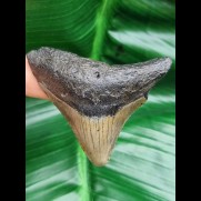 5,9 cm Zahn des Megalodon aus den USA