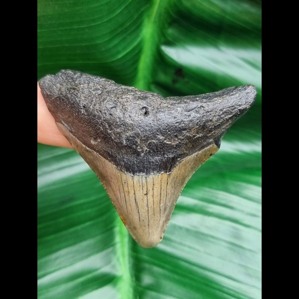 5,9 cm tooth of megalodon from USA
