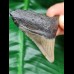 5,9 cm tooth of megalodon from USA