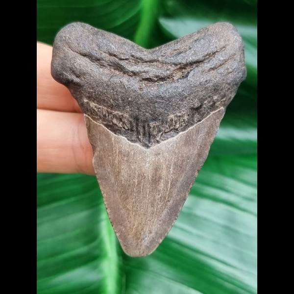 6,3 cm Zahn des Megalodon