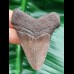 6.3 cm tooth of the megalodon