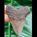 6,3 cm Zahn des Megalodon