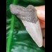 6.3 cm tooth of the megalodon